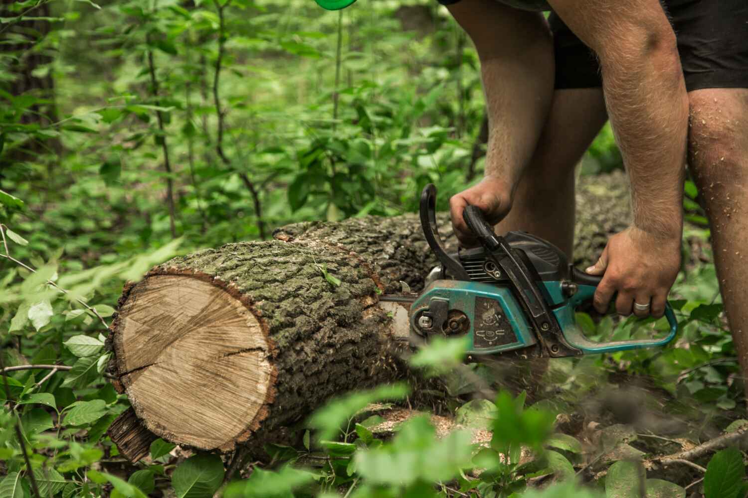 Best Affordable Tree Cutting  in Kincheloe, MI